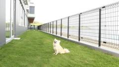レジーナリゾート鴨川｜愛犬が楽しめる天然芝のドッグガーデン