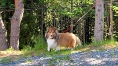 犬と緑の中を散歩｜ペンションシェルティ