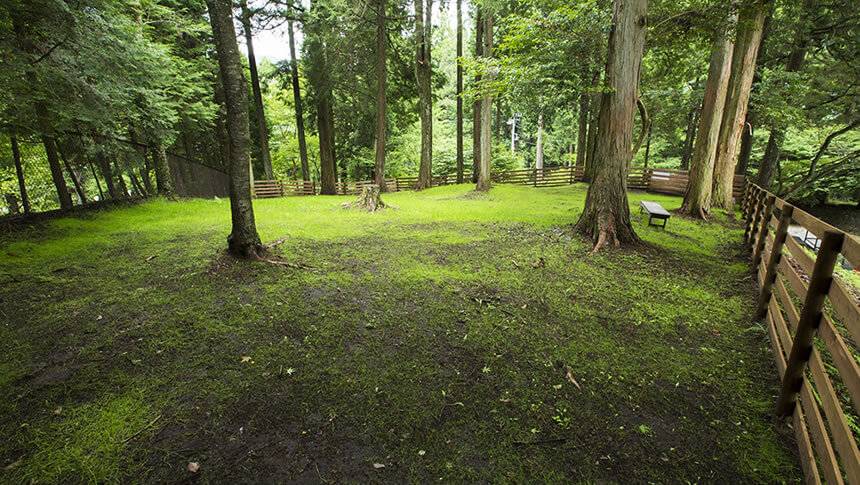 神奈川県・元箱根にある愛犬と泊まれる宿「CARO FORESTA 元箱根 LUCIA（カーロ・フォレスタ ルチア）」箱根の豊かな森に囲まれたCARO FORESTA 元箱根 LUCIAの広大なウッドチップドッグラン