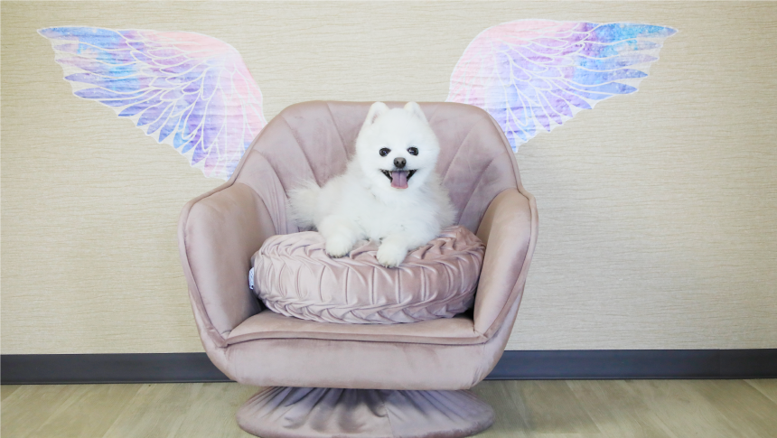 ふわふわの白いポメラニアンが、羽のアートを背にソファに座って微笑む姿。まるで天使のような愛らしいワンちゃんとの宿泊体験。｜犬と泊まれる北海道の宿｜源泉至近の温泉が自慢｜ゆとりろ洞爺湖