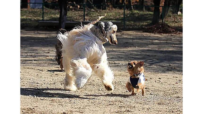 ハートヒルズのドッグランで一緒に走る大型犬と小型犬