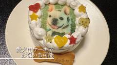 1636-slider11-akagi-futokoro-dog-cake