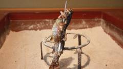 1333-slider05-yamagata-tsuriyado-choujayashiki-grilled-fish