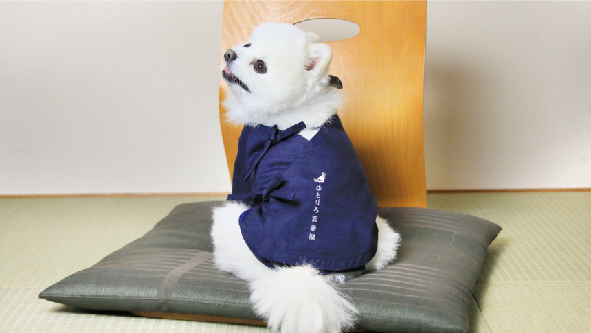 可愛らしい浴衣を着た白い小型犬。畳の上でお座りする姿が愛らしく、旅の思い出をより特別なものにする。｜犬と泊まれる北海道の宿｜源泉至近の温泉が自慢｜ゆとりろ洞爺湖