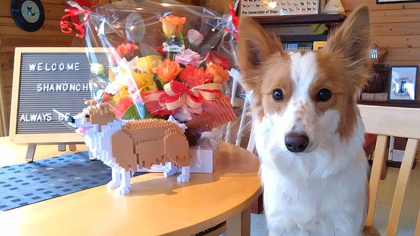 栃木県の那須・板室にある愛犬と泊まれる宿「dog’s pension しゃのんち」｜ロビーで、ウェルカムボードと花の装飾の隣でお客様を迎える可愛い看板犬。那須高原での犬と泊まれるペンション