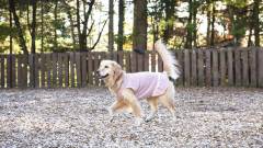 1039-slider09-nagano-caro-foresta-karuizawa-giardino-dog-run
