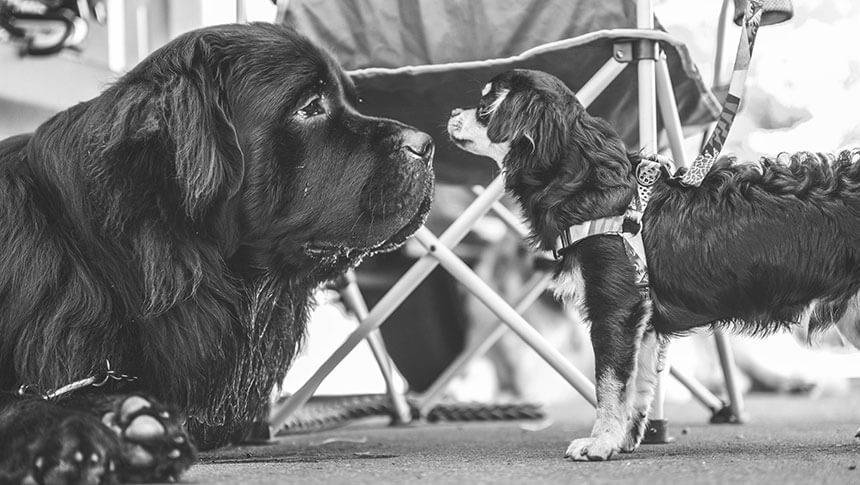 北海道・ニセコの愛犬と泊まれる宿「スノードッグビレッジ」｜体格差のある大きな犬と小さな犬が、鼻を突き合わせて静かに見つめ合うモノクロ写真。犬同士の穏やかな交流を感じさせます。