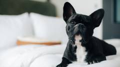 1504-slider01-osaka-moxy-osaka-shin-umeda-dog