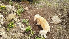 愛犬が自由に遊べる貸切ドッグラン|那須高原わんわんワン
