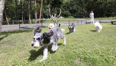 長野県蓼科のペットと泊まれる宿|愛犬が走り回れる屋外ドッグラン