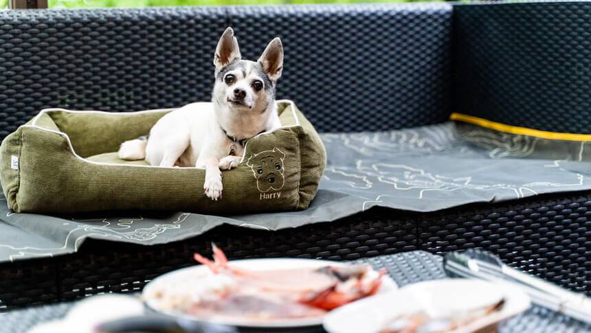 静岡県・熱海の犬と泊まれる宿「エンゼルフォレスト貸別荘」｜屋外テラスの特等席（ドッグベッド）でお利口に座るチワワ