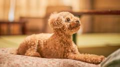 畳の上でリラックスする愛犬と過ごす癒しの旅｜わんわんリゾート粟津