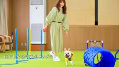 雨の日も遊べる室内ドッグラン|湯河原のコレドール湯河原Dog&Resort
