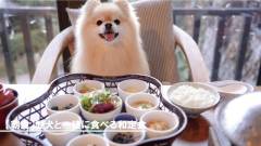 愛犬と一緒に楽しむ和定食の朝食｜伊豆・ホテル四季の蔵