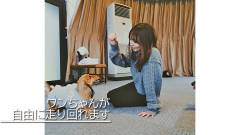 1633-Galaxy-Glamping-Dog-Premium-slider01