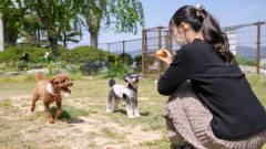 愛犬が思い切り遊べるドッグラン|島根・玉造国際ホテル Rivage Choraku