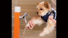 1367-slider11-okayama-wankoan-dog-paw-washing-station
