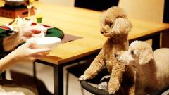 レジーナリゾート旧軽井沢｜愛犬と一緒に楽しめるレストランでの食事