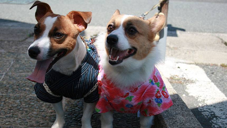 山形県の愛犬と泊まれる温泉宿「釣り宿 長者屋敷」｜可愛いお揃いの浴衣を着て過ごす愛犬たちの様子