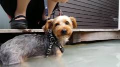 那須「ドッグスパリゾート アルトピアーノ」|愛犬が泳げる天然温泉プール