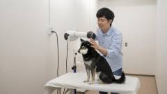 浜名湖で犬と泊まれる宿のセルフトリミング設備|わんわんパラダイスホテルのグルーミングルーム