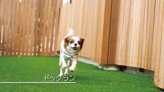 1631-slider04-dog-run