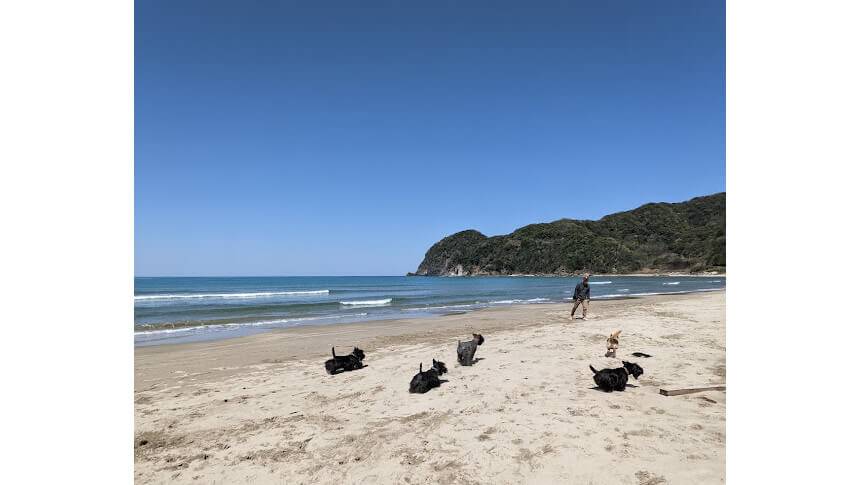 海辺を散歩する犬たちと青空の広がる海岸｜ザ・ジャスミンクリーク周辺の自然スポット