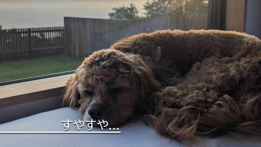 長野県・諏訪の愛犬と泊まれる宿「INU邸 SKY TERRACE SUWA」の大きな窓辺で景色を眺めながら寝ている犬