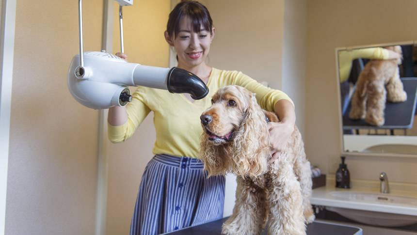 わnわんパラダイス プレミア山中湖のセルフグルーミングルームで、大型ドライヤーを使って愛犬をお手入れする様子