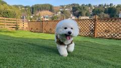 1499-slider12-angelforest-Vacation-rental-dogrun