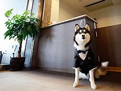 Hotel Dear Dog 伊豆長岡 －ペットと宿泊できるペンション・旅館・ホテル・民宿・コテージなどを紹介。犬や猫と楽しく旅行に行こうよ！－
