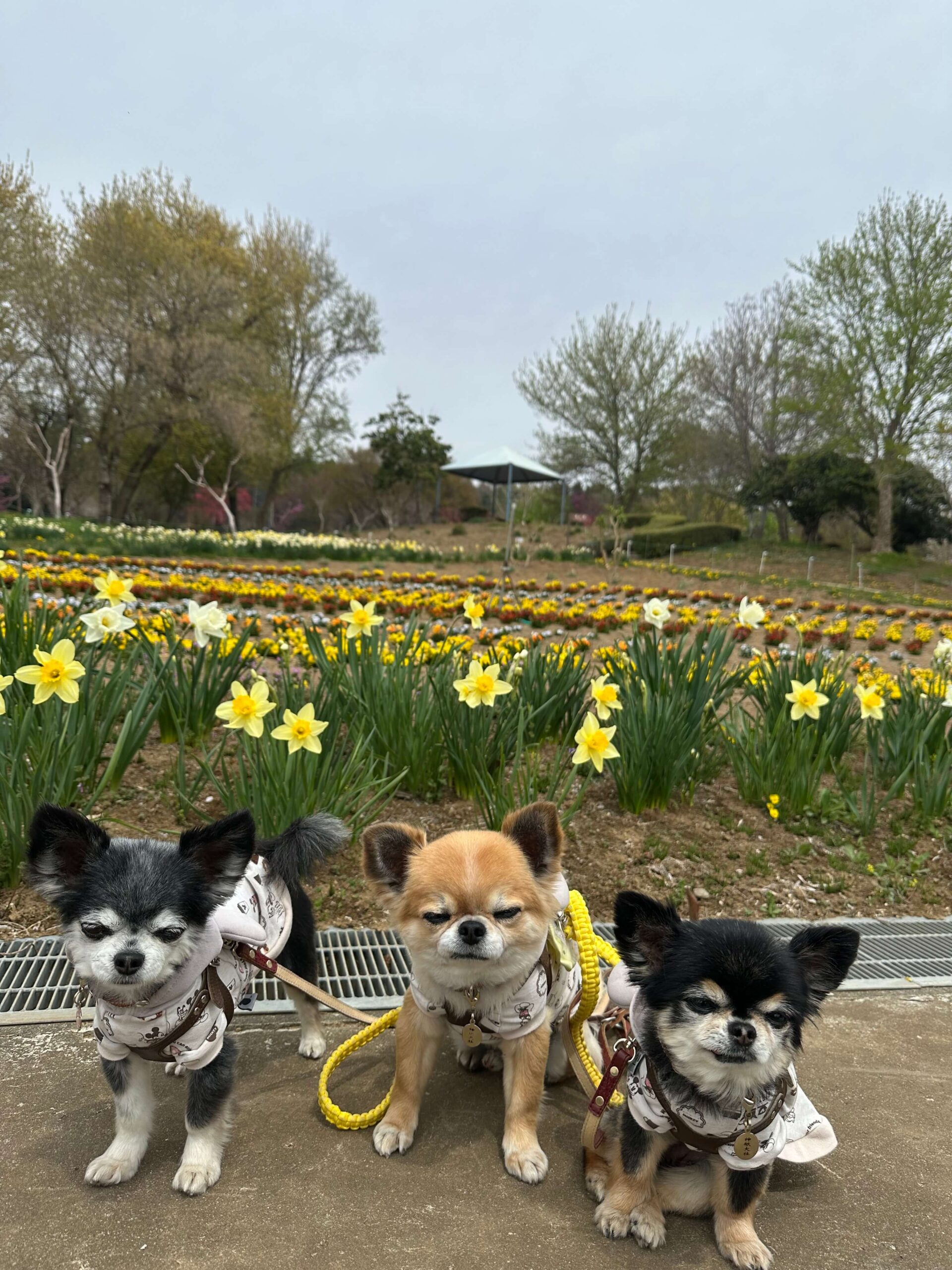 ペットと泊まれる貸別荘ゆがふ『八ヶ岳』の口コミ・感想（山梨県