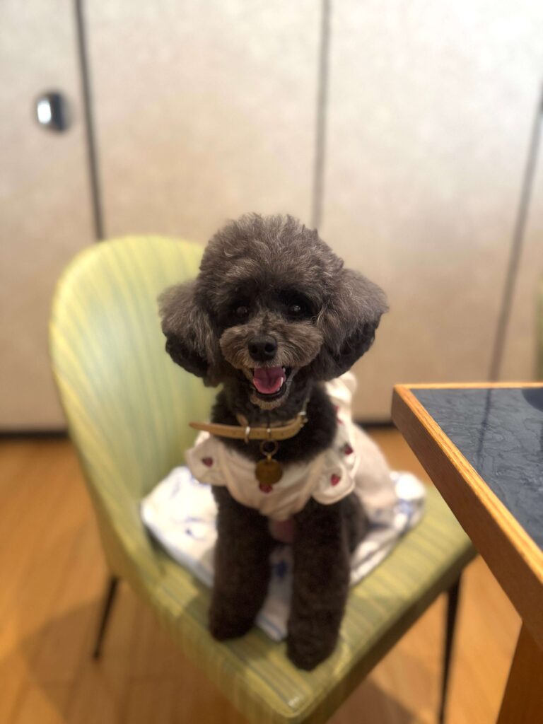 静岡県|プチホテルマイカ宿泊したトイプードル