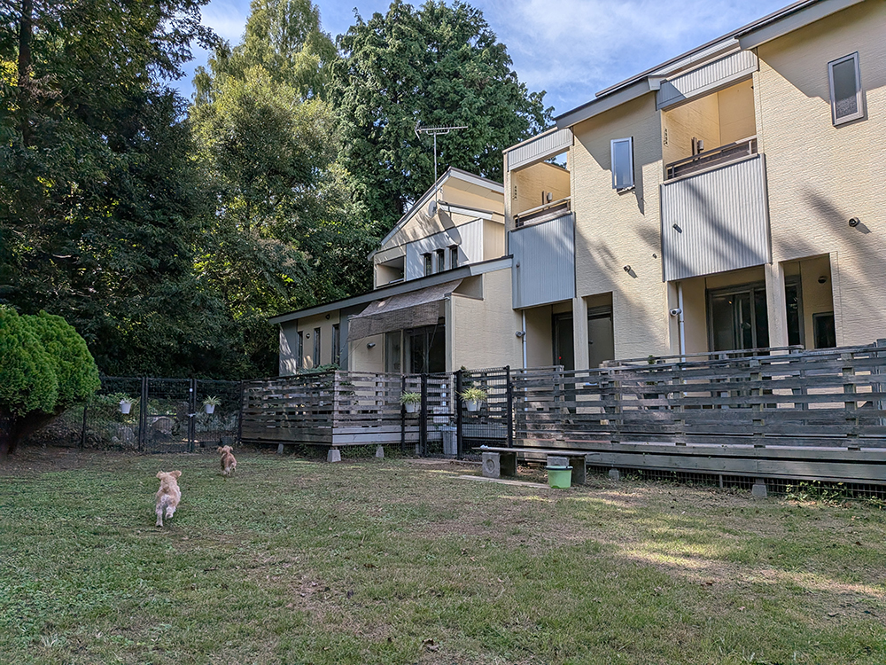 静岡県プチホテル マイカの口コミに投稿された写真|ミックス犬
