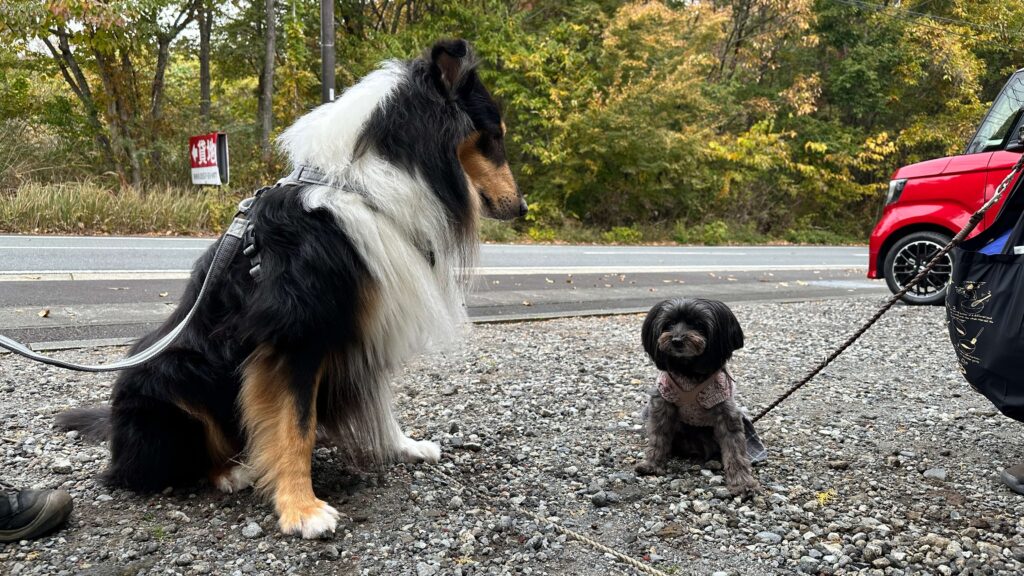 静岡県プチホテル マイカの口コミに投稿された写真|犬同士の挨拶シーン