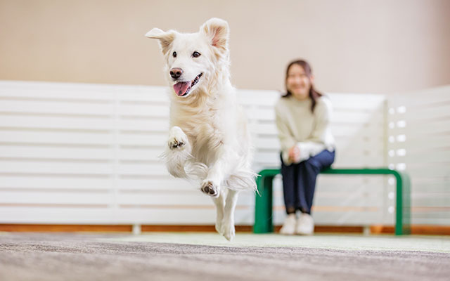 栃木県・塩原にある愛犬と泊まれるホテル「わんわんパラダイス プレミア塩原」にある屋内ドッグランで、飼い主が見守るなか元気にジャンプして走る白い大型犬