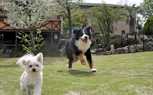 犬と泊まれる静岡県伊豆高原のペンション｜かざみどり ～ワンコにも休日を～｜趣きの異なる７つの客室と温泉風呂、ワンちゃんも露天風呂が愉しめる、客室露天と天然芝ドッグランの小宿