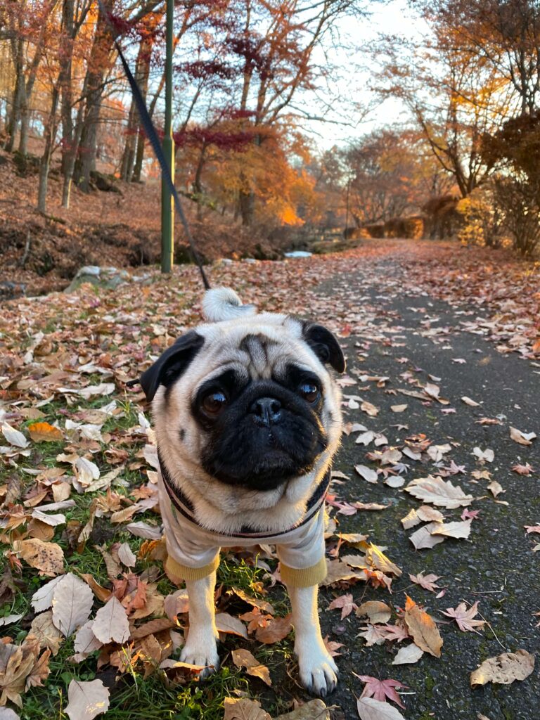 長野県森のペンション　Wanらいふに宿泊したパグ