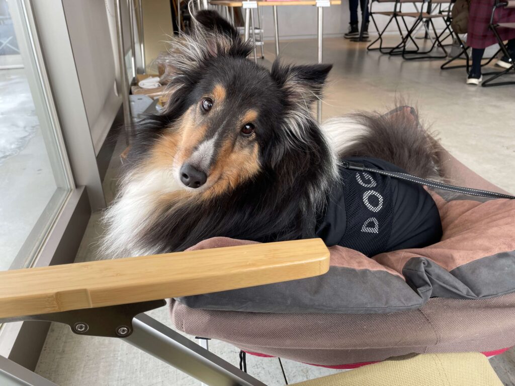 福島県|エンゼルフォレスト白河高原に宿泊したシェルティ