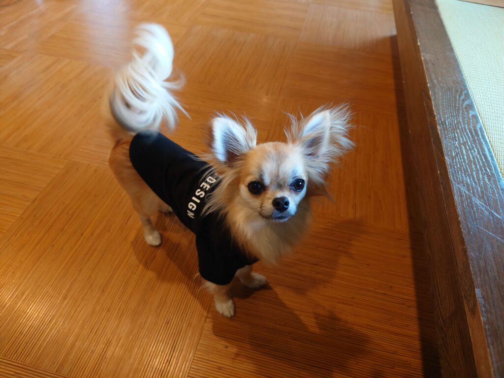 奥多摩 清流リゾート 亀の井ホテル 青梅 宿泊したチワワ