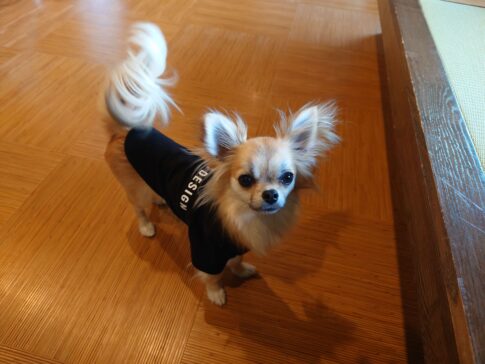 奥多摩 清流リゾート 亀の井ホテル 青梅　宿泊したチワワ