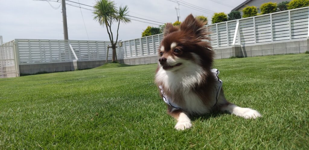 ＰＦリゾート・シエルの写真です