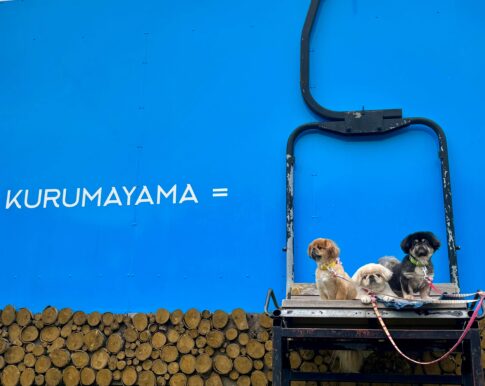車山高原のリフトと記念撮影する3匹の小型犬｜長野・ペンション チロル