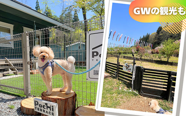 山梨県のポチテラス八ヶ岳｜切り株の上でお座りするトイプードル。右側には鯉のぼりが泳ぐドッグランと「GWの観光も」という文字のコラージュ。