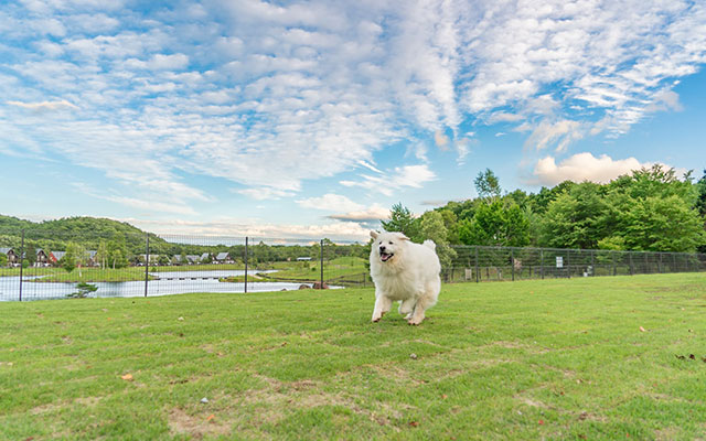 エンゼルフォレスト白河高原｜福島県の犬と泊まれる宿｜青空の下、広大な芝生のドッグランを元気に走る白い大型犬。背景には湖とコテージが見える。