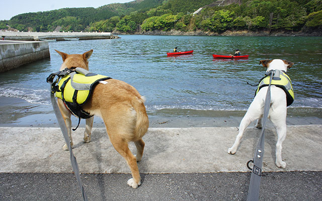 かめハウス｜海辺の堤防で、ライフジャケットを着用してカヌーを楽しむ人々を眺める2頭の犬。
