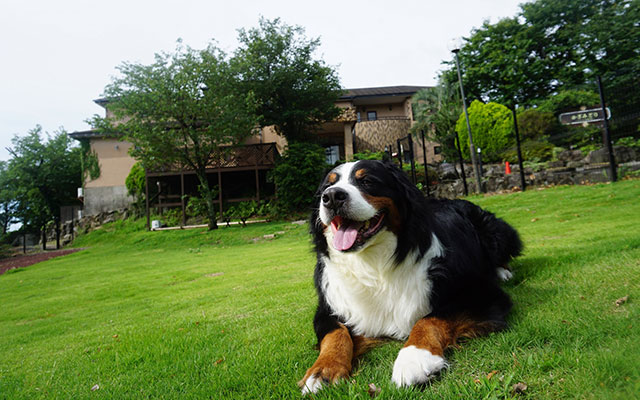 静岡県のかざみどり～ワンコにも休日を～｜広々とした芝生の上で、満足そうに伏せをしているバーニーズ・マウンテン・ドッグ。背景には宿の建物。