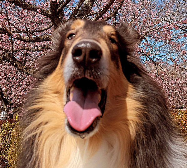 愛犬と泊まれる宿ランキング　ペット宿グランプリ｜準グランプリ受賞宿のプチホテルマイカ｜看板犬