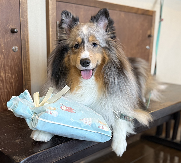 愛犬と泊まれる宿ランキング　ペット宿グランプリ｜準グランプリ受賞宿のむつみ庵｜7代目看板犬エス