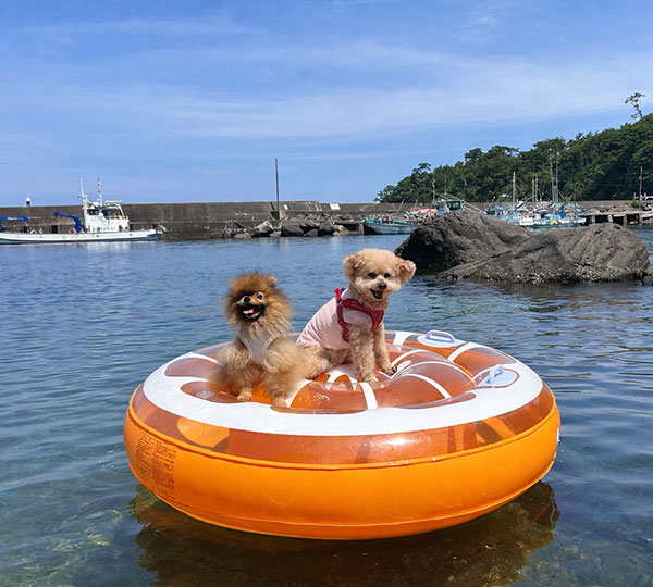 愛犬と泊まれる宿ランキング　ペット宿グランプリ｜グランプリ受賞宿のピッコラルージュ｜看板犬